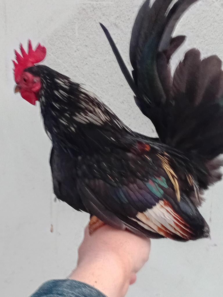 Broedeieren, Geslacht onbekend, Kip