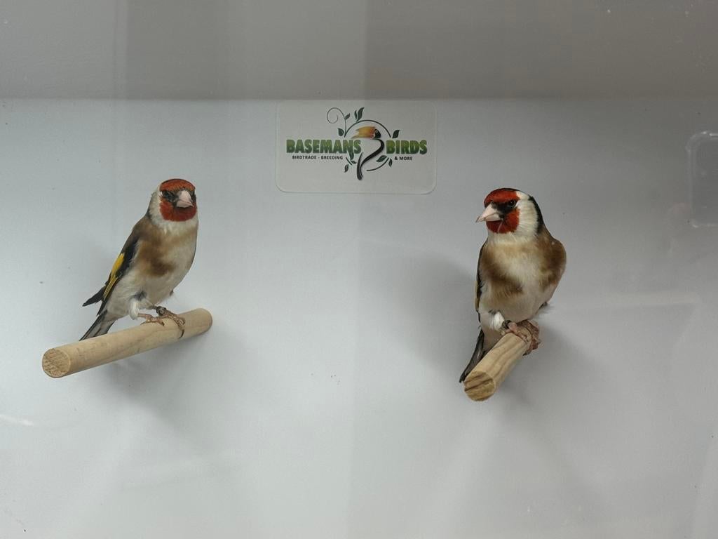 Majoor putters - carduelis carduelis, Dieren en Toebehoren, Meerdere dieren, Wildzangvogel, Geringd