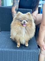 Super lieve lilac tan pomeranian teefje, Dieren en Toebehoren, Parvo, Keeshond, Teef, Eén hond