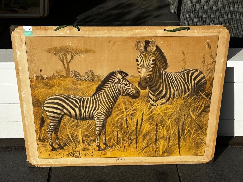 Zebra, Ophalen of Verzenden, Natuur en Biologie