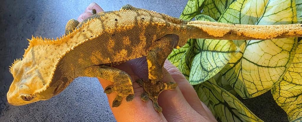 Halloween spots man Crested Gecko - male for sale from Michael