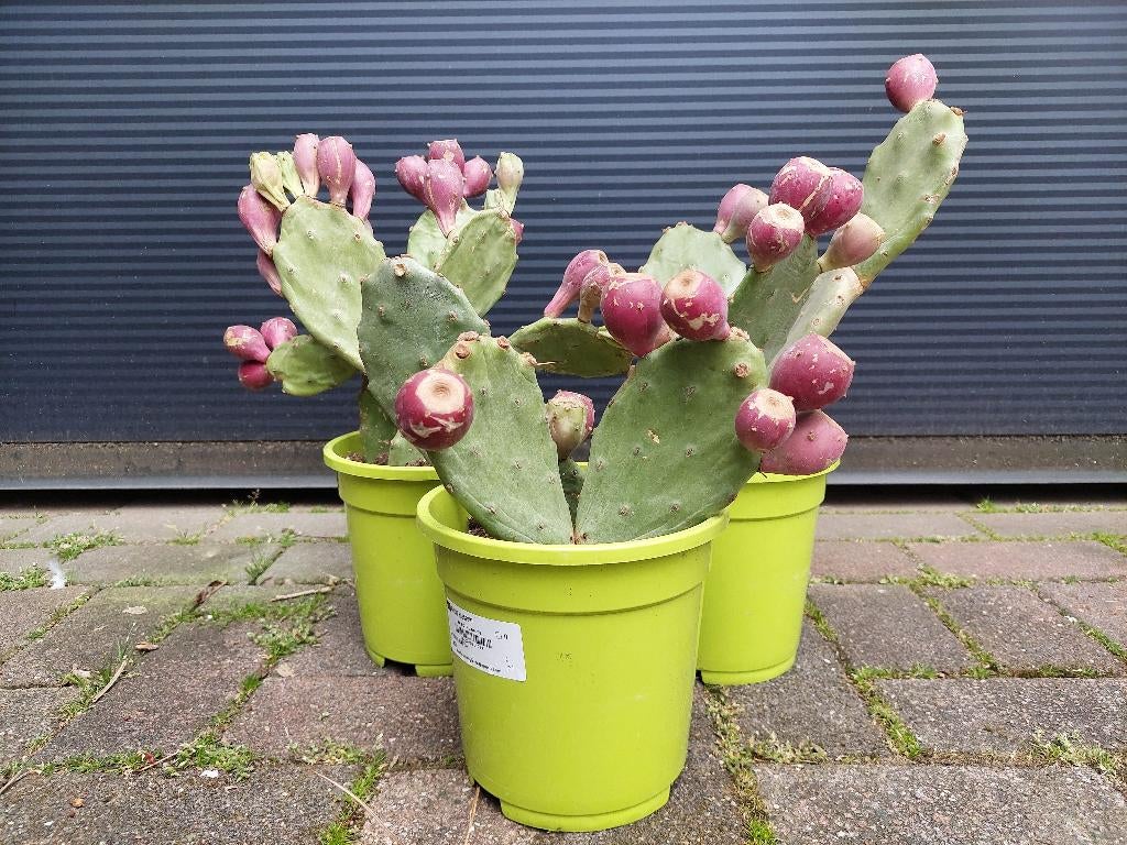Opuntia Humifusa - Winterharde (Schijf)cactus H: 28 - 45 cm., Volle zon, Vaste plant, Zomer, Ophalen