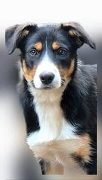 prachtige jonge driekleur Border Collie, 15 weken tot 1 jaar, Reu, CDV (hondenziekte), Eén hond