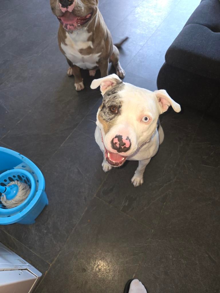 Dekreu gezocht., Dieren en Toebehoren, Reu, Eén hond, 3 tot 5 jaar, Nederland