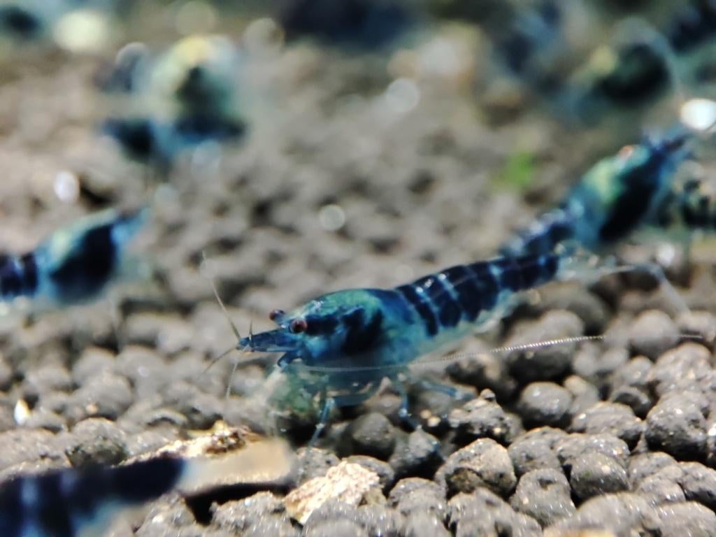 dragon blood garnalen , blue calceo, Kreeft, Krab of Garnaal, Zoetwatervis, Schoolvis