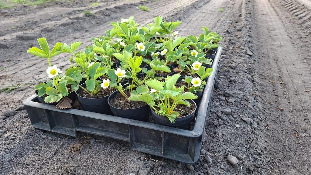 Aardbeien plantjes, Tuin en Terras, Ophalen, Overige soorten, Volle zon