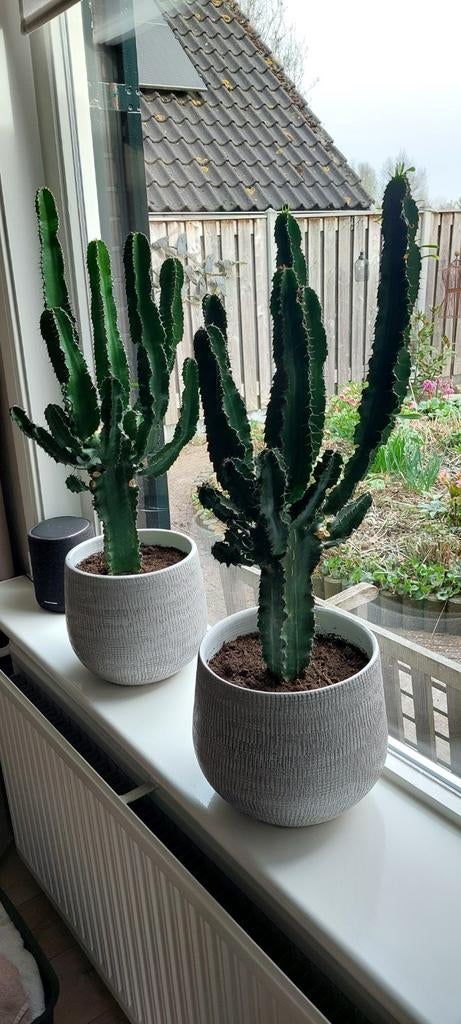 Twee grote (90 cm) cactussen in grijze potten, Ophalen