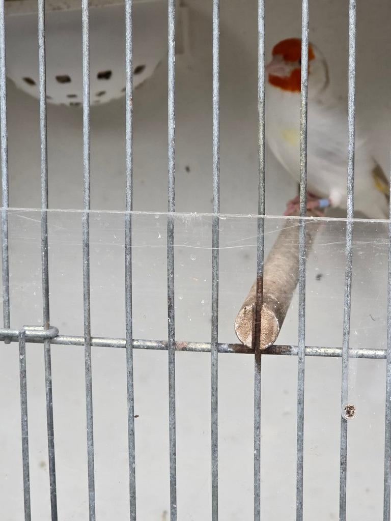 Grove Satinet majoor putter, Mannelijk, Bastaard