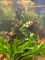 Aquarium inrichting, Dieren en Toebehoren, Ophalen, Plant(en), Steen of Hout