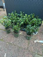 Ilex crenata haagplanten, Overige soorten, Vaste plant, Ophalen of Verzenden, Bloeit niet