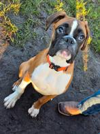 Jonge boxer reu met fci stamboom, Dieren en Toebehoren, Particulier, 15 weken tot 1 jaar, Reu, Buitenland