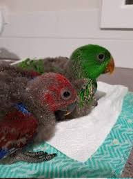 GEZOCHT baby / jonge Edelpapegaai om Tam te maken., Dieren en Toebehoren, Vogels | Parkieten en Papegaaien, Papegaai