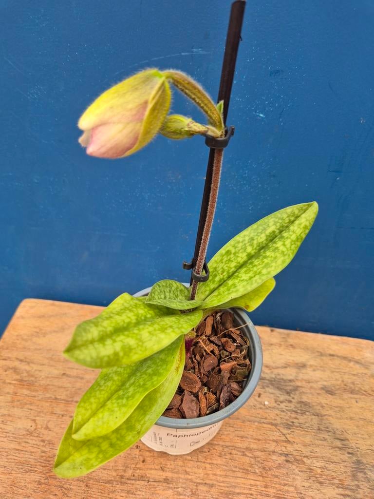 Orchidee Paphiopedilum p9 (29), Ophalen of Verzenden, Halfschaduw, Minder dan 100 cm