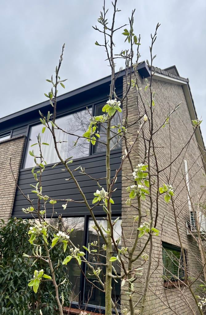 Peren boom, Tuin en Terras, Planten | Bomen, Ophalen, Volle zon, Overige soorten