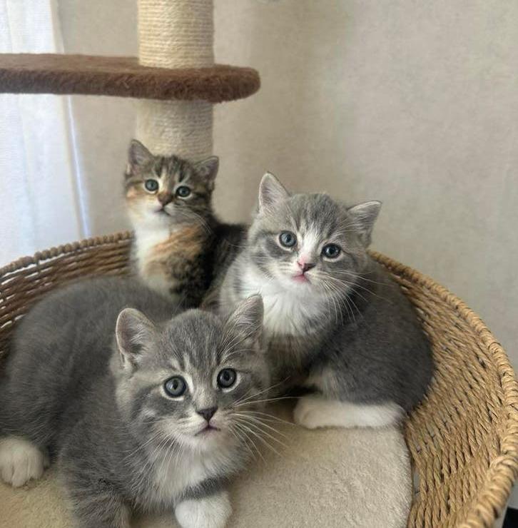 Ragdoll X britse korthaar kittens, Meerdere dieren, Ontwormd, 0 tot 2 jaar