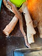 Boa constrictor hypo  jungle het sharp albino vrouw van 2019, Dieren en Toebehoren, Slang, 3 tot 6 jaar