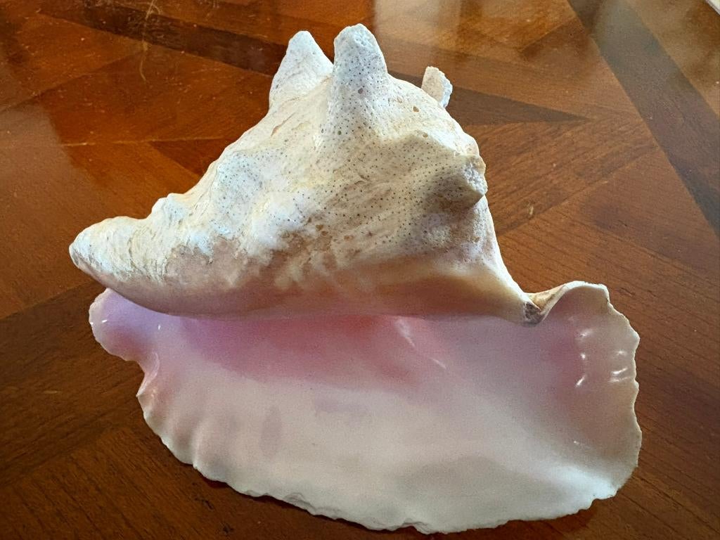 Grote Conch schelp, Verzamelen, Mineralen en Fossielen, Ophalen of Verzenden, Schelp(en)