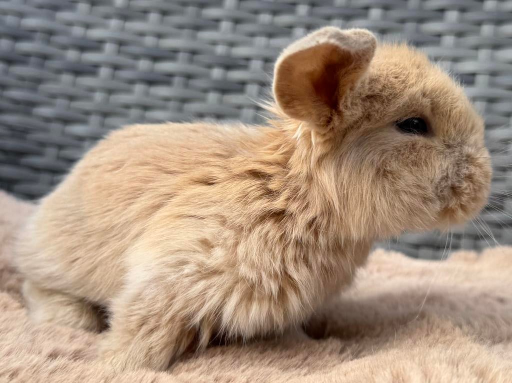 Prachtig nestje met gezonde&lieve Franse Hangoor konijntjes, Dieren en Toebehoren, Konijnen, Meerdere dieren, Groot, Hangoor, 0 tot 2 jaar