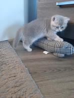 Britse korthaar kittens (poesje beschikbaar), Meerdere dieren, Ontwormd, 0 tot 2 jaar
