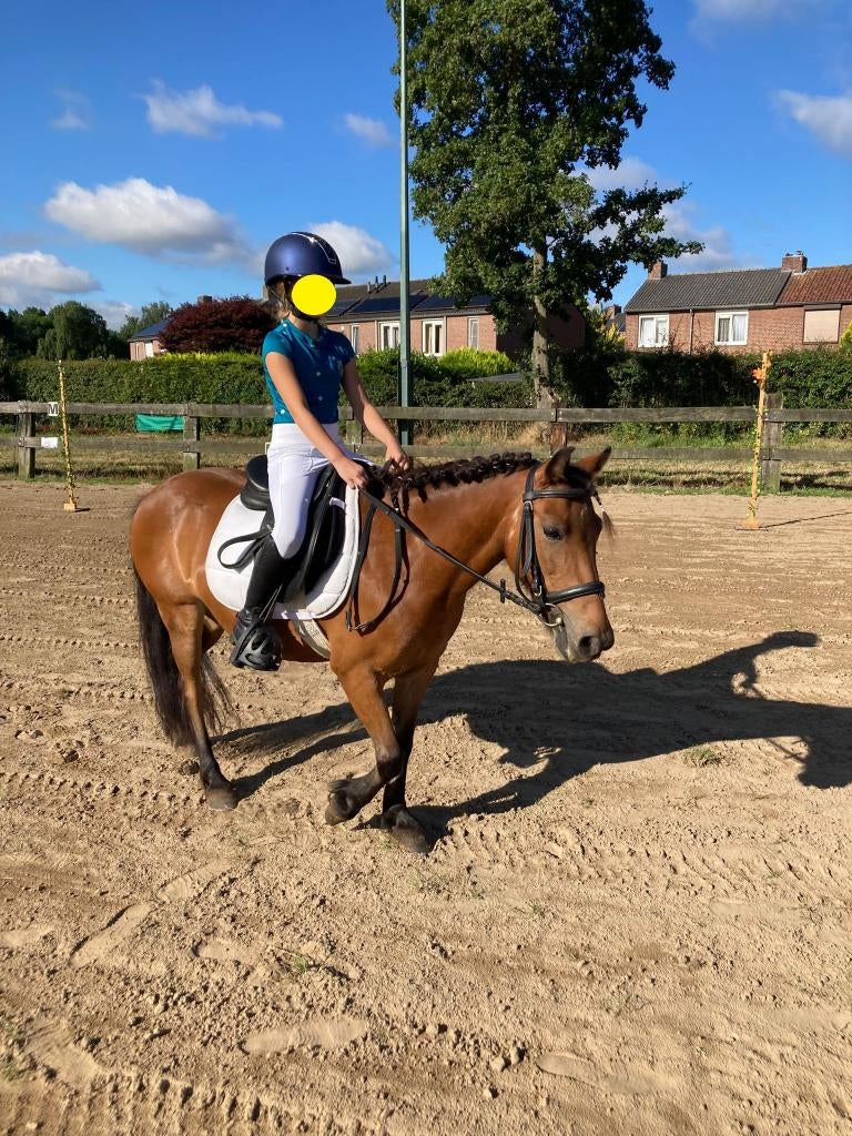 Knappe lieve recreatiepony, Dieren en Toebehoren, Pony's, Merrie, Met stamboom, Zadelmak, B pony (1.17m tot 1.27m)