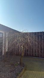 Japanse Esdoorn, Ophalen, Bloeit niet, Halfschaduw, Overige soorten