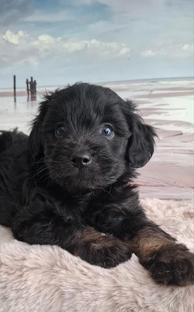 Grappige, goed gezonde doodle (pomapoo)pupjes❤️, Parvo, Overige rassen, 8 tot 15 weken, Meerdere