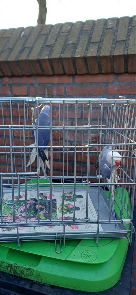 Halsbandparkieten, Dieren en Toebehoren, Vogels | Parkieten en Papegaaien, Meerdere dieren, Parkiet, Geringd