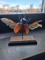 Gevleugelde neushoorn kever, Verzamelen, Dierenverzamelingen, Ophalen, Gebruikt, Insect, Opgezet dier