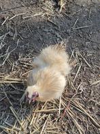 Zijdehoen, citroenkleur., Meerdere dieren, Kip