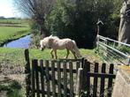 Pony, Dieren en Toebehoren, Niet van toepassing, 0 tot 2 jaar, Hengst, A pony (tot 1.17m)