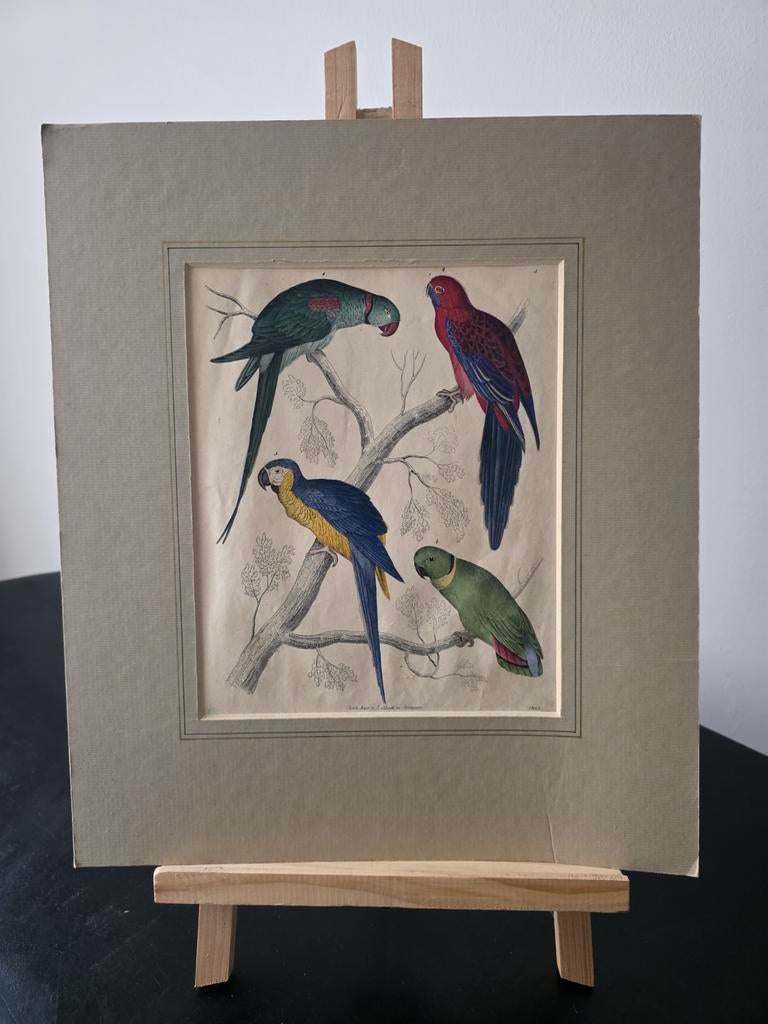 Antieke vogelprent handgekleurde staalgravure 1843, Ophalen of Verzenden