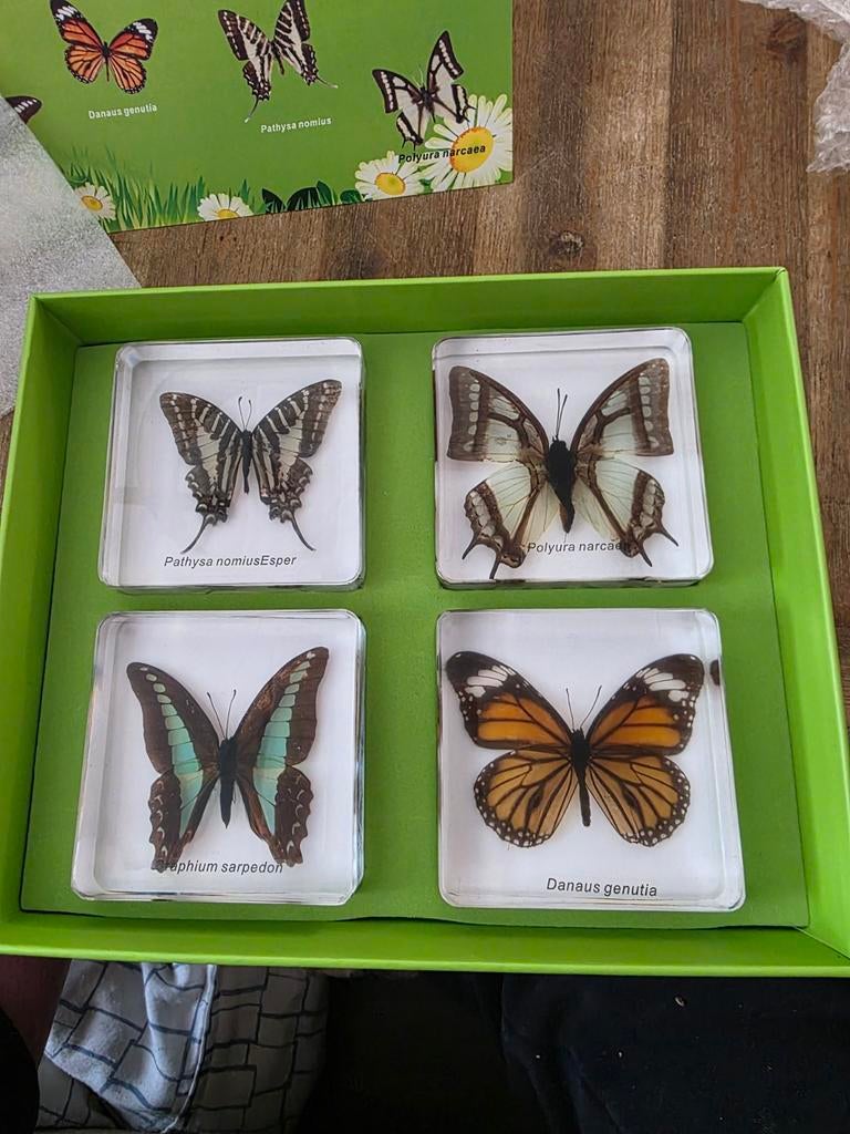 Opgezette vlinders in hars taxidermie opgezette dieren, Verzamelen, Dierenverzamelingen, Ophalen of Verzenden, Nieuw, Insect, Opgezet dier