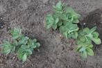 sedum, Ophalen, Bodembedekkers, Vaste plant, Halfschaduw