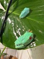Grote keuze aan roodoog maki boomkikkers en andere, 0 tot 2 jaar