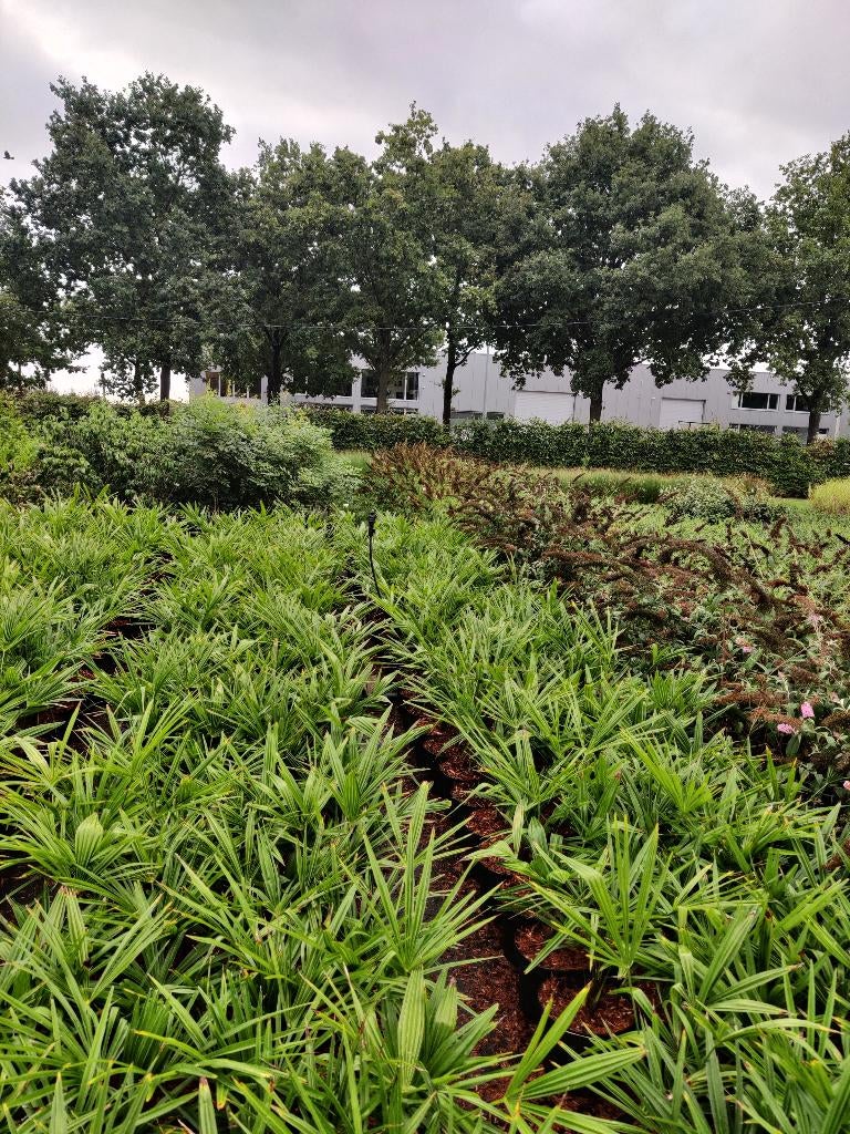Trachycarpus fortunei winterharde palmen, Tuin en Terras, Planten | Bomen, Bloeit niet, Minder dan 100 cm, Palmboom, Ophalen