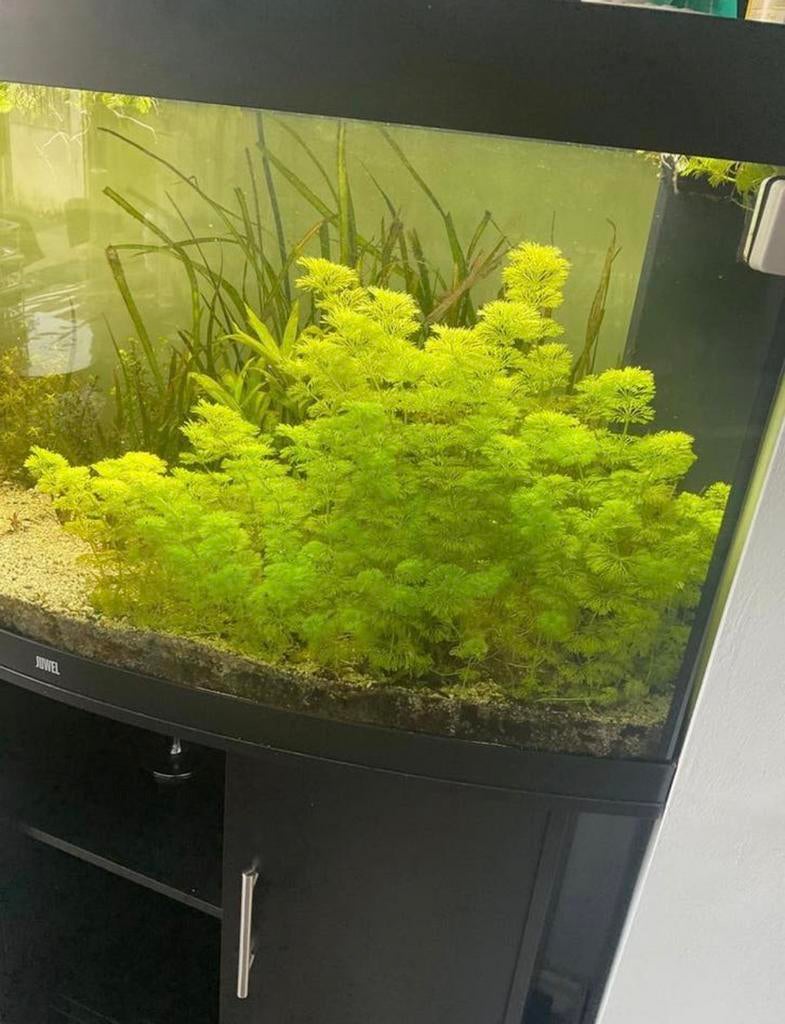 Aquarium plant limnophila sessiliflora, Ophalen of Verzenden, Nieuw, Plant(en), Steen of Hout