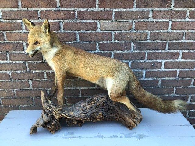 Prachtige opgezette vos, Verzamelen, Ophalen of Verzenden, Zo goed als nieuw, Wild dier, Opgezet dier