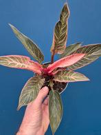 Philodendron Pink Birkin p12 (3)