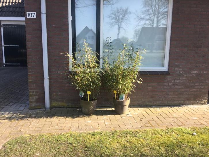 Fargesia Robusta Formidable in basalt stenen sierpot, Tuin en Terras, Planten | Tuinplanten, Vaste plant, Overige soorten, Volle zon