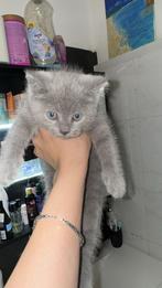 Kittens Britse korthaar, Meerdere dieren