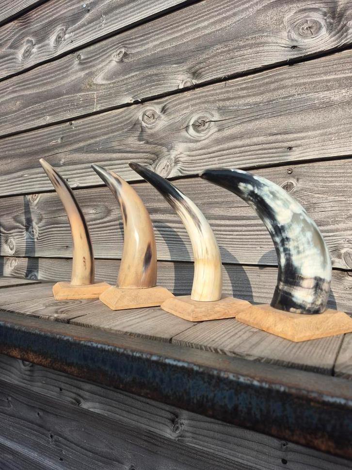 Hoorns, Verzamelen, Dierenverzamelingen, Zo goed als nieuw, Overige typen, Overige soorten, Ophalen of Verzenden