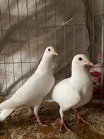 Te koop witte postduiven, Dieren en Toebehoren, Meerdere dieren, Postduif