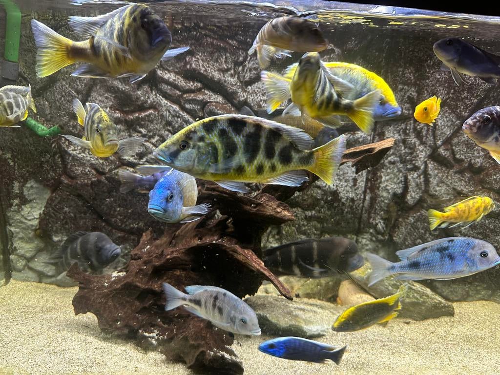 Diverse Malawi Cichliden, Dieren en Toebehoren, Vissen | Aquariumvissen, Vis