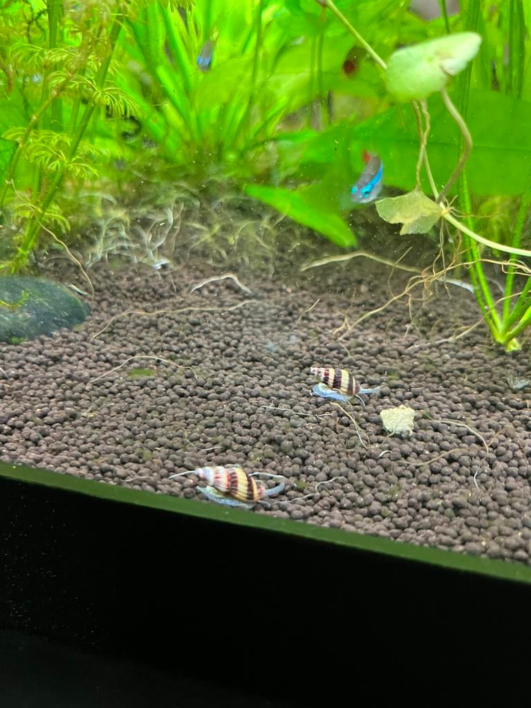 Helena slakken, Ophalen, Nieuw, Overige typen