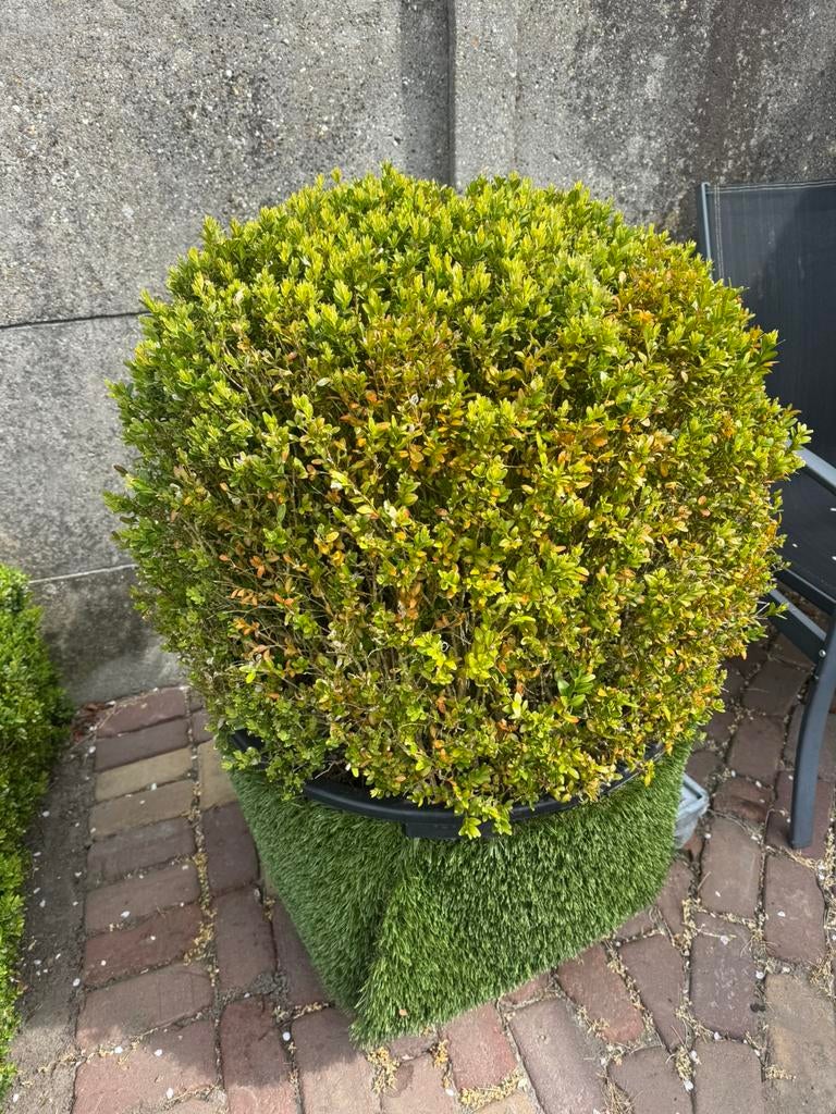 Buxusbol, Ophalen of Verzenden, Buxus, Struik, Minder dan 100 cm