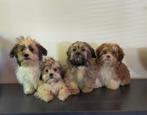 Mooie Boomer pups ShihTzu x Maltezer., Parvo, Nederland, Overige rassen, 8 tot 15 weken