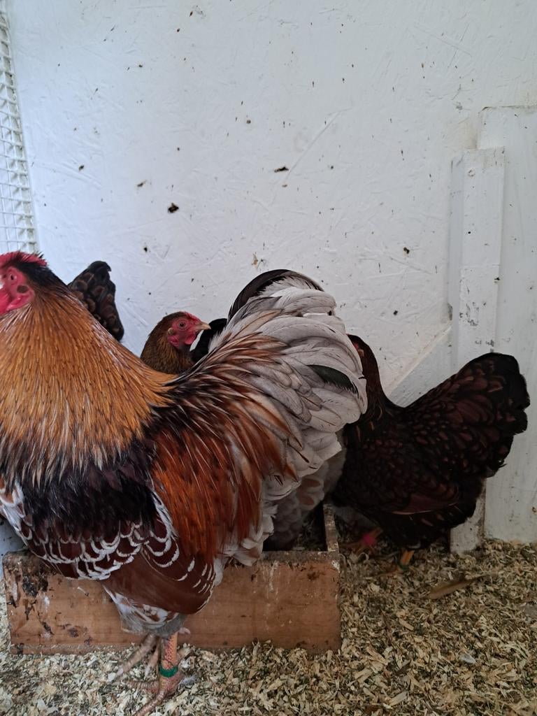 Te koop broedeieren raszuivere wyandotte kriel, Dieren en Toebehoren, Pluimvee, Geslacht onbekend, Kip