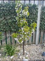 Kersenboom/3 jaar, Ophalen, Volle zon, Kersenboom, 100 tot 250 cm