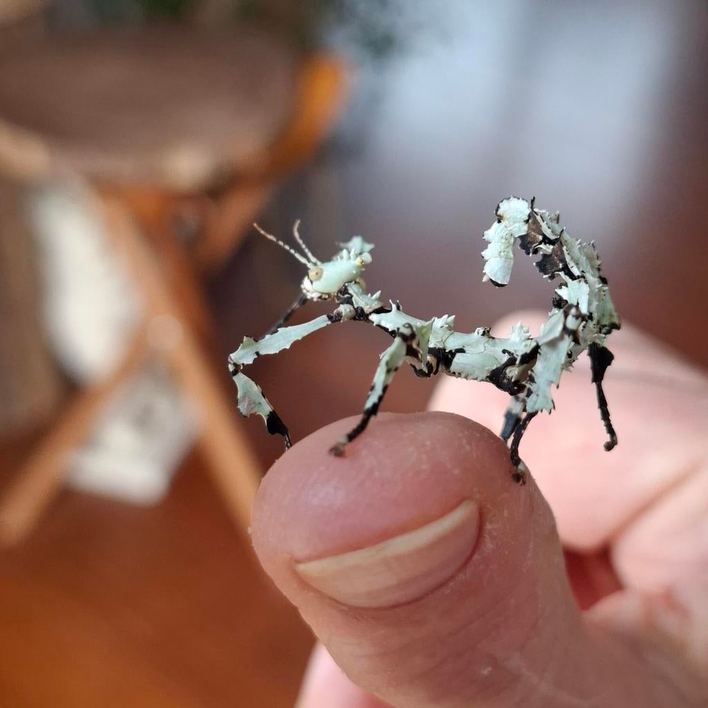 Prachtige Australische flappentakken Innisfail, Dieren en Toebehoren, Wandelende tak