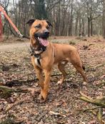 Energieke kruising Mechelse herder 16 maanden, Dieren en Toebehoren, Honden | Niet-rashonden, Rabiës (hondsdolheid), Reu, 1 tot 2 jaar